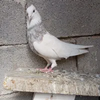 کبوتر طوقی|پرنده|یاسوج, |دیوار