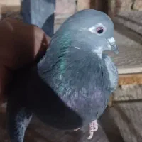 کبوتر فروشی