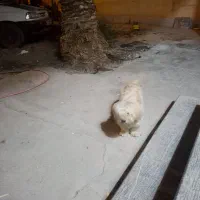 سگ پاکوتاه کوتاه باهوش.جیرفت|سگ|جیرفت, |دیوار