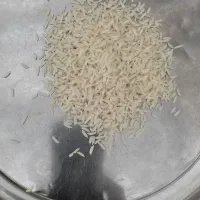 برنج هاشمی دره رود