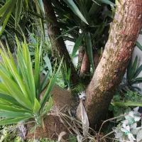 گل یوکا|گل و گیاه طبیعی|آستانه اشرفیه, |دیوار