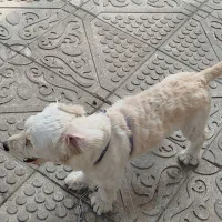 سگ واگذاری|سگ|سنگر, |دیوار