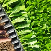 نِشآ کاهو کرفس کلم و...سفارش انواع نِشا|خدمات باغبانی و درختکاری|دزفول, |دیوار