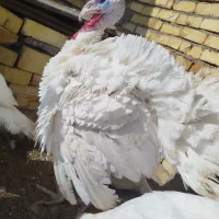 بوغلمون|حیوانات مزرعه|دشتابی, |دیوار