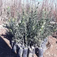 استخدام باغبان و رانکده تراتکتور باتجربه