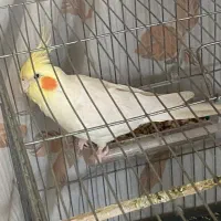 عروس هلندی نر