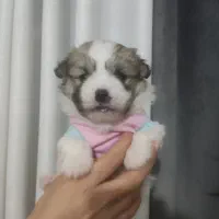 توله سگ پامرین