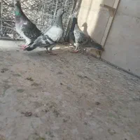 کفتر|پرنده|بیرجند, |دیوار