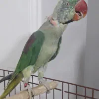 فروش شاه طوطی|پرنده|قائمشهر, |دیوار