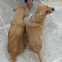 دو توله سگ|سگ|کارون, |دیوار