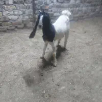 بز غاله افغانی