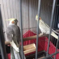 ی جفت عروس هلندی نر و ماده|پرنده|پاکدشت, پاکدشت (مامازند)|دیوار