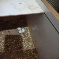 فروش عروس هلندی