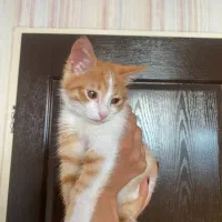 واگذاری رایگان گربه|گربه|کرمان, |دیوار