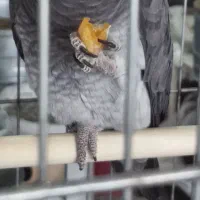 کاسکو|پرنده|بیرجند, |دیوار