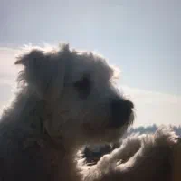 میکس شیتزو و هاسکی ۸ماهه