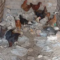 مرغ خروس جوجه محلی