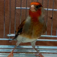 سهره قناری نر جوان