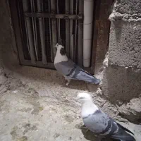 نر و ماده بدرنگ دم سفید کلایی