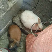 یه جفت خرگوش خوشگل|موش و خرگوش|چناران, |دیوار