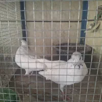 کفتر پرشی از نسل قدیم