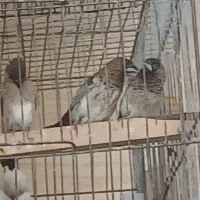 فنچ پرستار دوعددویک دونه معمولی ،عروس هلندی