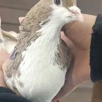 کبوتر خوشرنگ زرد پر گل سیاه نقاشی نر مست|پرنده|قزوین, |دیوار