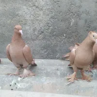 کبوتر راعبی یا رواعب زرد