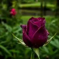گل فروشی محسن