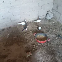 معاوضه کبوتر|پرنده|داراب, |دیوار