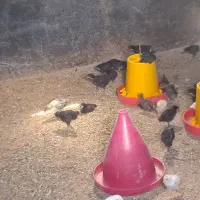 فروش جوجه مرغ ۵۰ روزه همه واکسن خورده