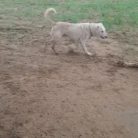 چند قلاده سگ|سگ|آبپخش, |دیوار