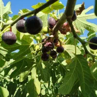 باغ انجیر زورانتل