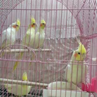 عروس هلندی تک عمده