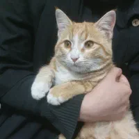 گربه‌ای مهربون و دستی دنبال سرپناه امن