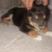 واگذاری سگ نر