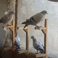 کبوتر شامی سفید و مخمل