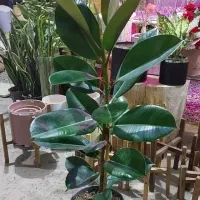 گل فیکوس سبز|گل و گیاه طبیعی|مسجد سلیمان, |دیوار