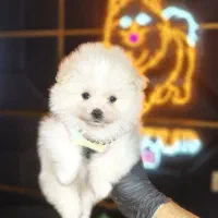 پامرانین خرسی عروسکی اصل // سگ جیبی