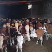 پرواربندی و داشتی انواع نژاد گوساله