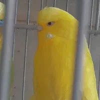 مرغ عشق ماده