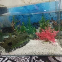 آکواریوم بزرگ شیشه خم شرکتی