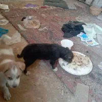 واگذاری سه عدد توله نر و یک ماده|سگ|تربت‌حیدریه, بوستان باغ ملی|دیوار