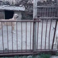 سگ ماده سراب