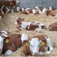 برای قیمت انواع گوساله سبک‌‌‌فقط تماس بگیرد|حیوانات مزرعه|بندر ترکمن, |دیوار