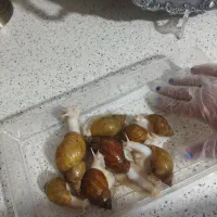 حلزون کلاژن ساز آلبینو و جیدتایگر|خزنده|کرج, گوهردشت|دیوار