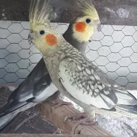 عروس هلندی مولد
