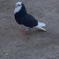 کبوتر