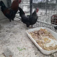 خروس معاوضه با پرنده .یا چیزی که به کارم بیاد