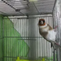 سهره های چهارگل آس.متولد قفس|پرنده|مشهد, جاهد شهر|دیوار